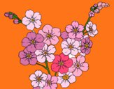 Desenho Flor de cerejeira pintado por shirloka