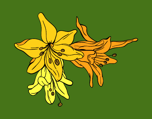 Desenho Flores do lilium pintado por shirloka