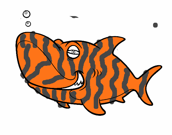 Tubarão-tigre