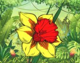 Desenho Flor de narciso pintado por Leidy