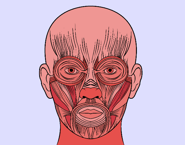 Músculos da face