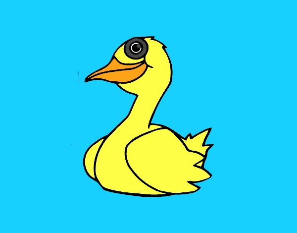 Um pato