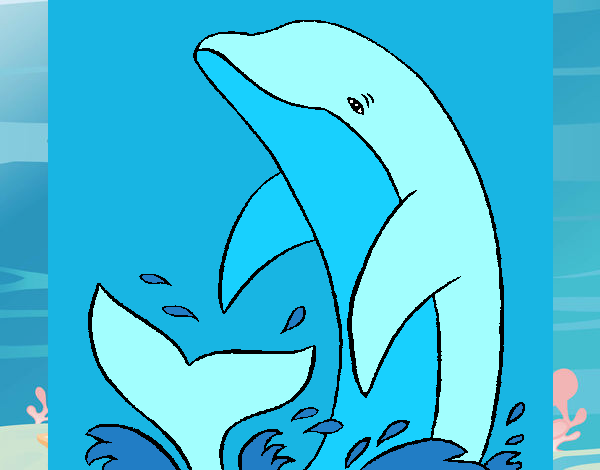 Salpicos golfinho