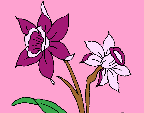 Desenho Orquídea pintado por calissa