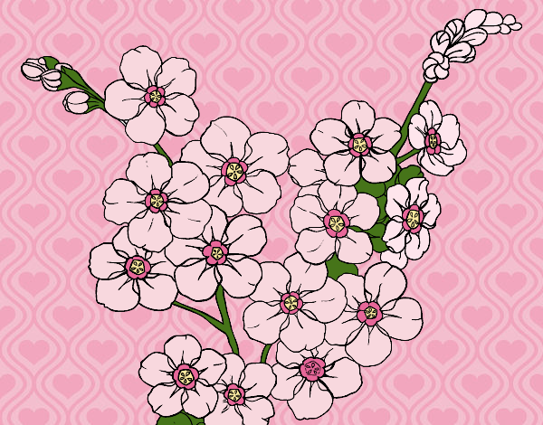 Desenho Flor de cerejeira pintado por Fheds