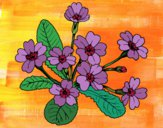 Desenho Primula pintado por Sil