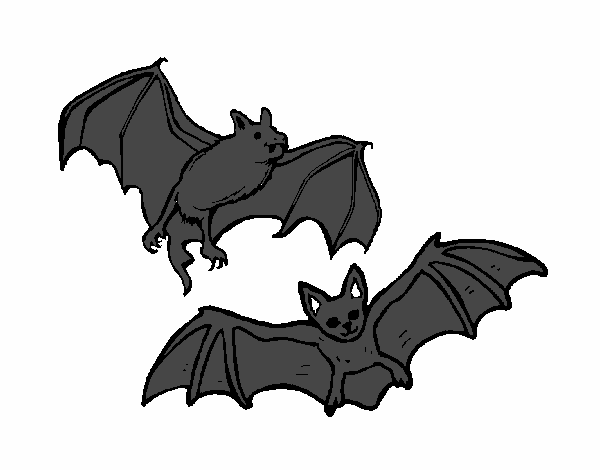 Um par de morcegos
