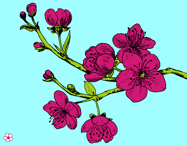 Desenho Filial da cereja pintado por soraya lim