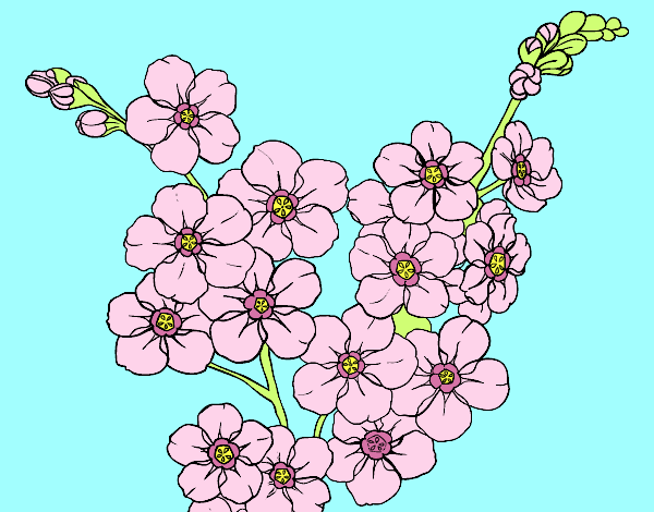 Desenho Flor de cerejeira pintado por cary