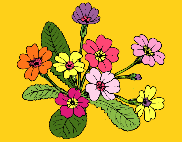 Desenho Primula pintado por MARGA