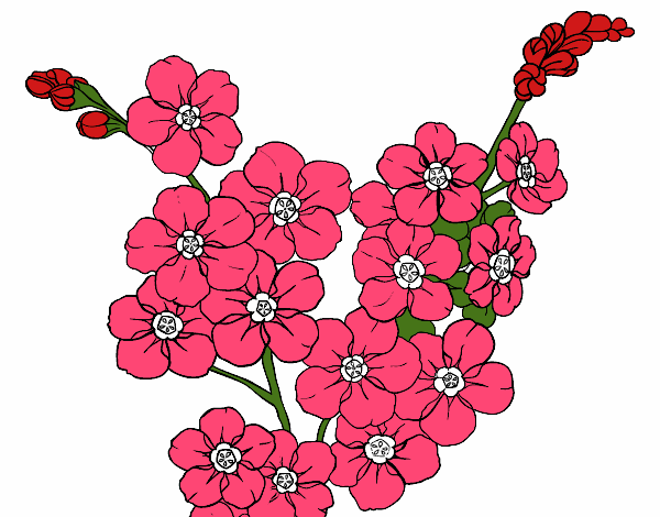 Desenho Flor de cerejeira pintado por loheth