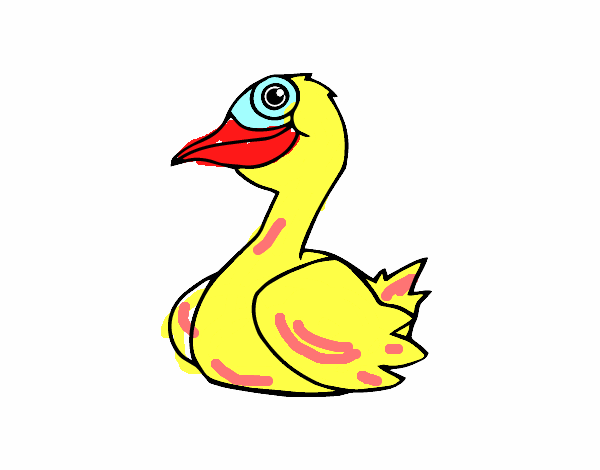 Um pato