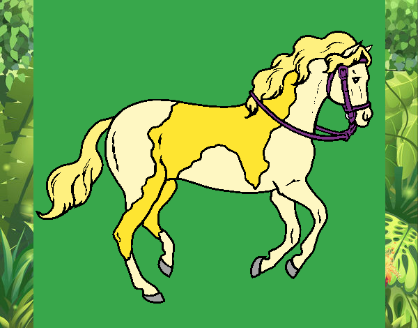 Cavalo 5