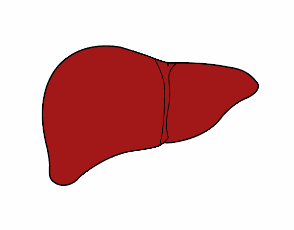 Fígado humano
