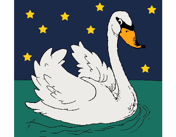 Cisne na água