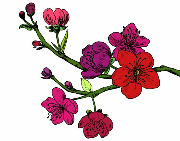 Desenho Filial da cereja pintado por Juju22