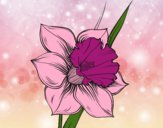 Desenho Flor de narciso pintado por JOJEJO