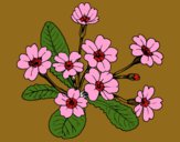 Desenho Primula pintado por lelelti