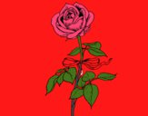 Desenho Uma rosa pintado por lelelti