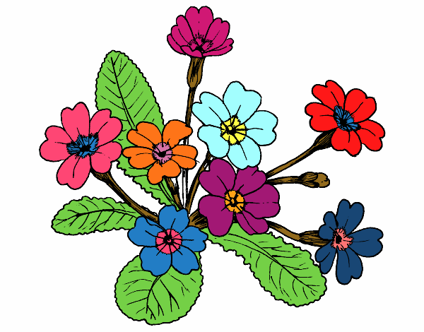 Desenho Primula pintado por tissamatos