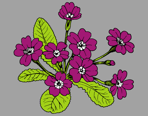 Desenho Primula pintado por zuleikapas
