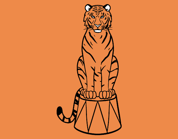 Desenho Tigre do circo pintado por amordo