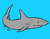 Desenho Um tubarão nadando pintado por franco