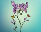 Desenho Flor de Iris pintado por Perfeita