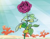 Desenho Uma rosa pintado por jmario