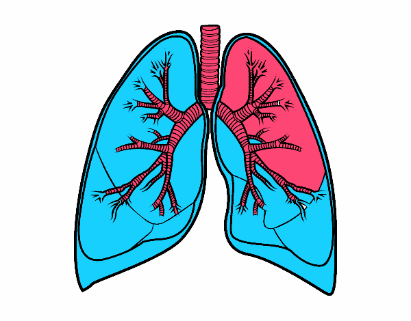 Картинки по запросу картинка анімашка легені