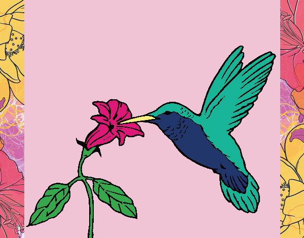 Colibri e uma flor