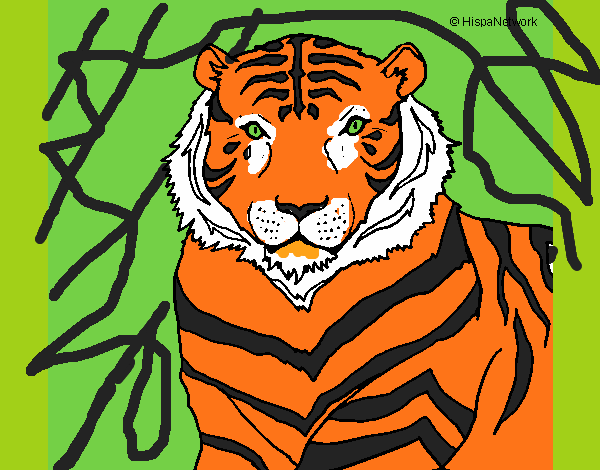 O tigre real