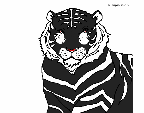 blak tiger