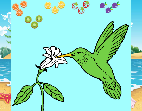 Desenho Colibri e uma flor pintado por zuleikapas