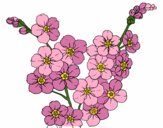 Desenho Flor de cerejeira pintado por janett