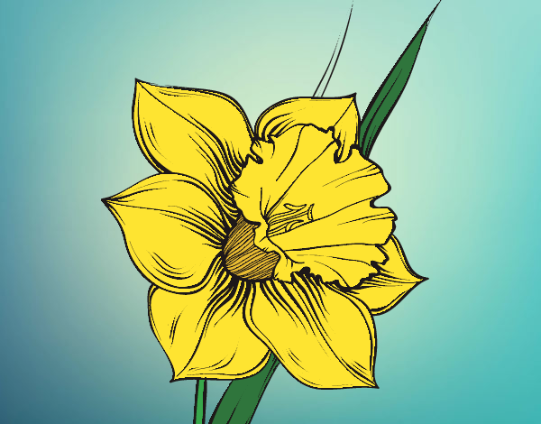 Desenho Flor de narciso pintado por Luidy