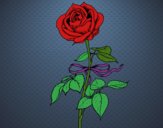 Desenho Uma rosa pintado por Luidy