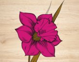 Desenho Flor de narciso pintado por gleycinha