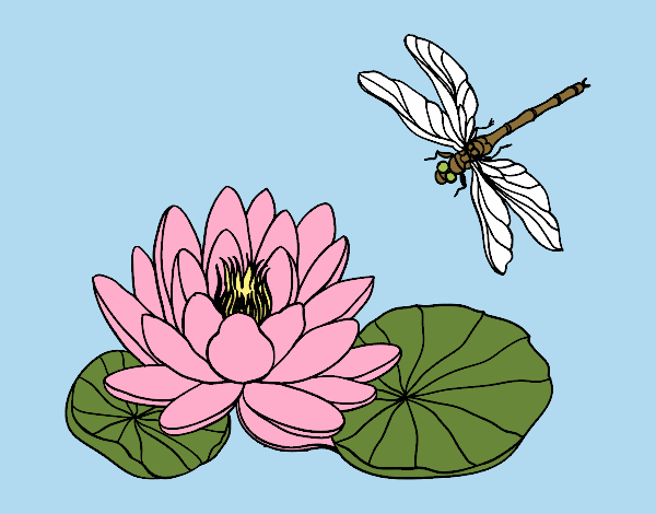 Flor de lotus