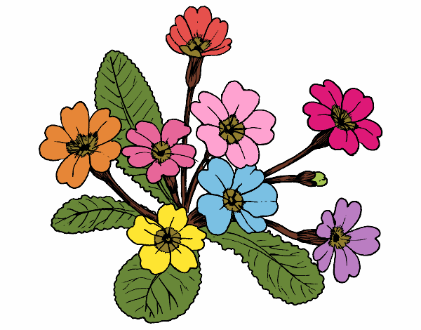 Desenho Primula pintado por Kirinha