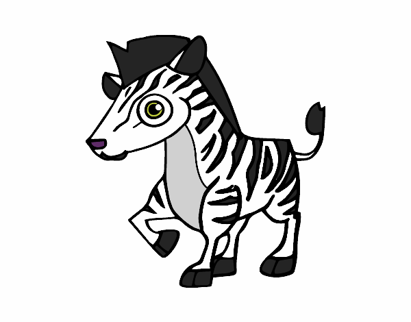 Zebra da montanha