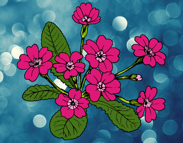 Desenho Primula pintado por Anaaa