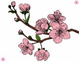 Desenho Filial da cereja pintado por kawai