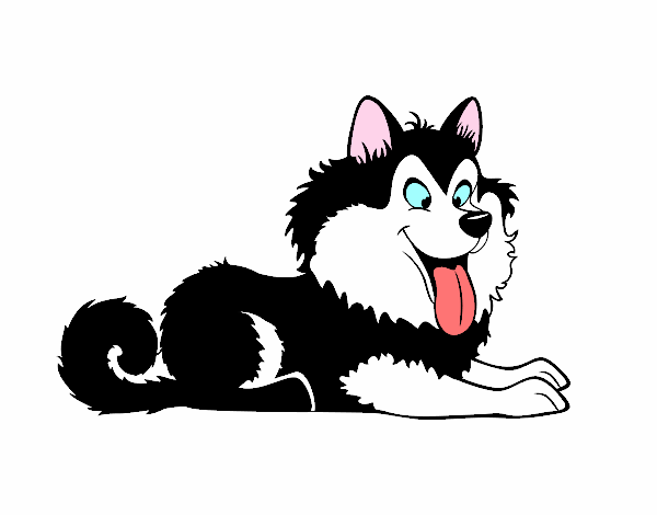 Desenho Husky cachorro pintado por leticialet