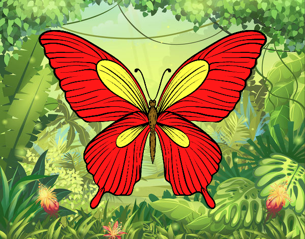 borboleta tropical