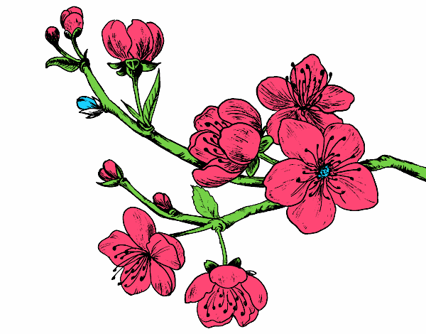 Desenho Filial da cereja pintado por luism