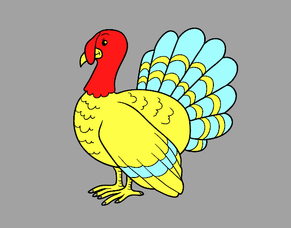 Turquia comum