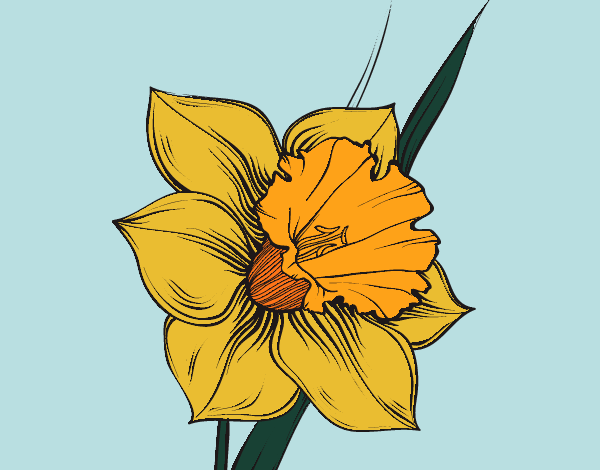Desenho Flor de narciso pintado por kelly24