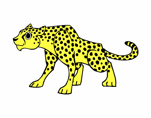 Desenho Um guepardo pintado por ameireles