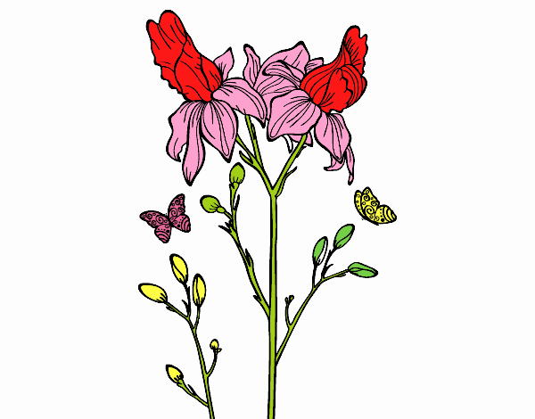 Desenho Flor de Iris pintado por VOVOTERESA